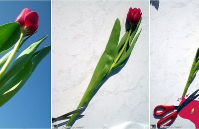 Et si les plantes souffraient quand nous les coupons !