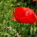 Gentil coquelicot Mesdames, gentil coquelicot Messieurs ...