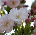 Douceur florale , le cerisier fleur