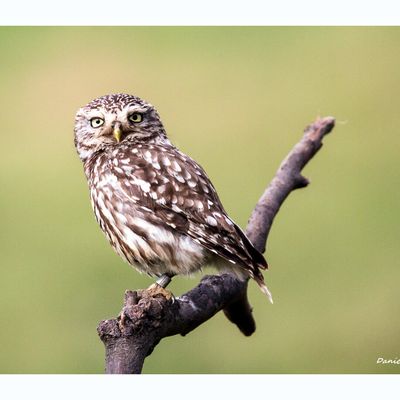 Auprès de son arbre le couple vivait heureux...