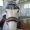 Sur le thème du cheval: bonnet-anti mouche (test final).
