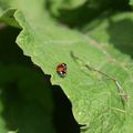 Invasion de coccinelles...