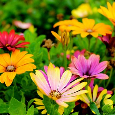 Les Jolies Fleurs Printanières de Mohican