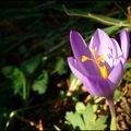 Crocus d'automne