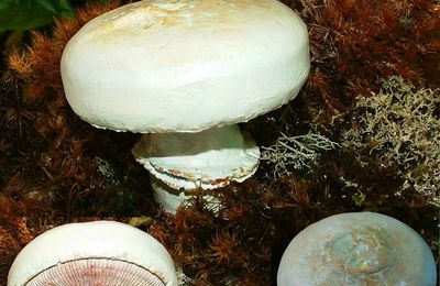 AGARICUS