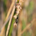 Un travail de fourmis…moissonneuses !