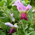 Une curiosité.....Les petits pois violet