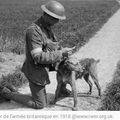 Grande Guerre : les animaux, ces grands oubliés des tranchées