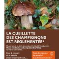 Cueillette des champignons