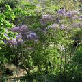 La glycine en avril 2019