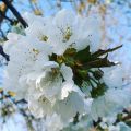 LES FLEURS DE CERISIERS...