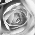 La rose (macros noir et blanc)