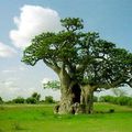 Les vertus de baobab ( Le produit de l' année)