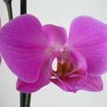 une fleur d ' orchidée