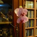 Merci   ZAZA pour cette magnifique  Orchidée pour mon Anniversaire , c'est bientot le tient !!!