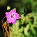 ERODIUM