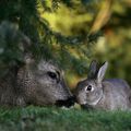 Bambi et Thumper