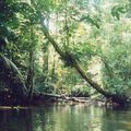 Un message d'alerte de nos amis de Guyane française