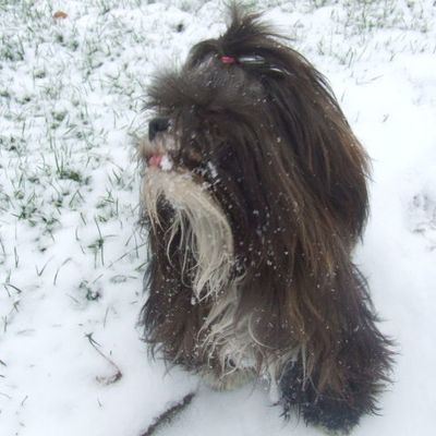 lilou et corben a la neige 