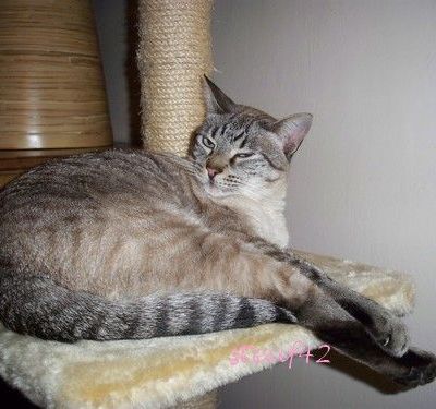 le chat qui attendait...