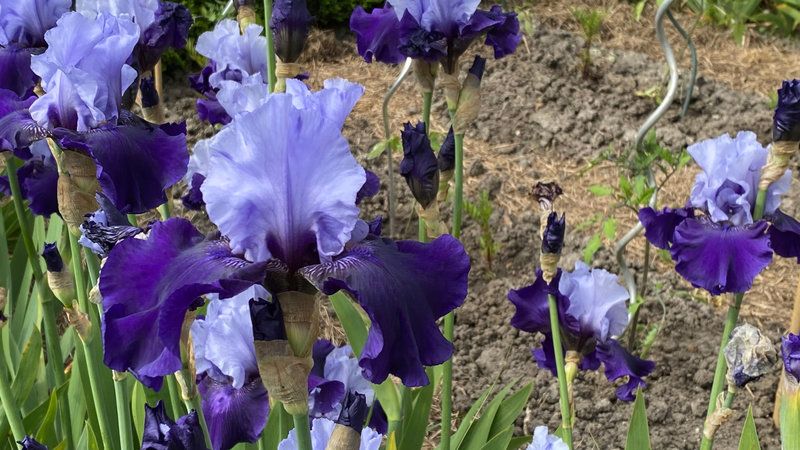 Iris