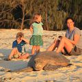 Heron island - Nesting turtles