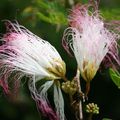 Les arbres en fleurs de l'ile Maurice