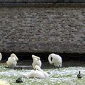 Bruges - kwak kwaks & coin coins