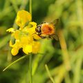 Fleurs et insectes