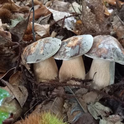 Question de cèpes : des années avec et des années sans ?