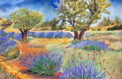 Lavande et coquelicots en Provence