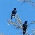 L'Afrique australe : les oiseaux 2