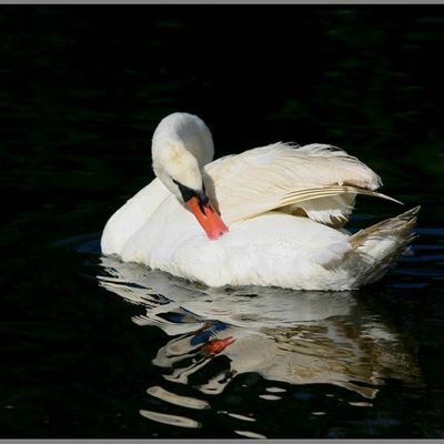 CYGNE TUBERCULE