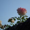 Rose au vent, rose au ciel