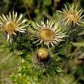 D'autres plantes du site de Solutré Vergisson Pouilly