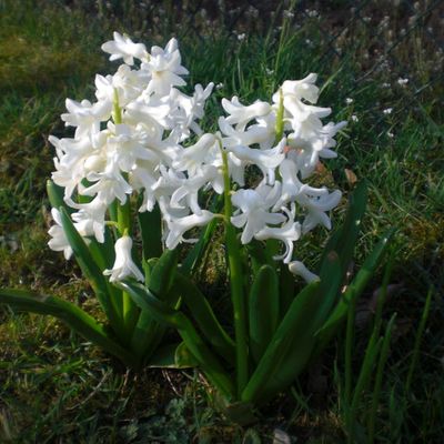 Main verte ? Non, coup de chance !