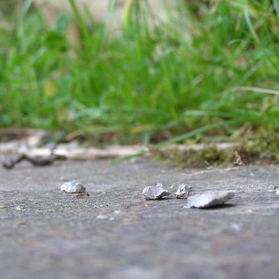 Small walk in my garden...