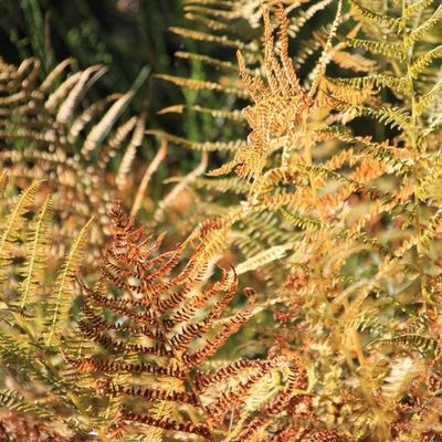 Balade automnale.....