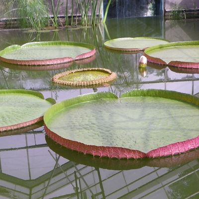 Le Temple S/lot.....