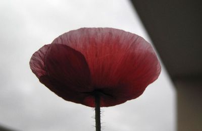 Le dernier coquelicot du balcon...