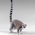 Lémur ou Maki catta (Lemur catta)