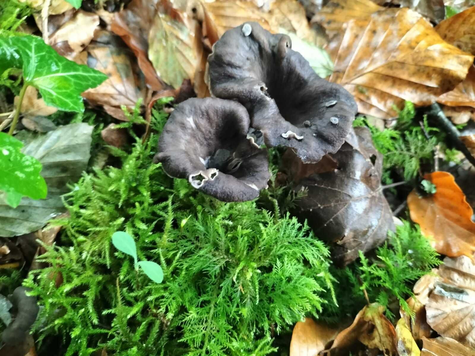 Navarrenx, dans les bois, champignon, trompette de la mort (64)