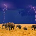 éléphants dans un orage !