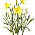 Des jonquilles ! ! !