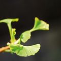 Le Ginkgo biloba et ses premiéres feuilles