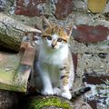 Un petit chat sur un tas de bois