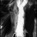 "Je vois parfois dans le regard d'un cheval la beauté inhumaine d'un monde d'avant le passage des hommes". [Bartabas]
