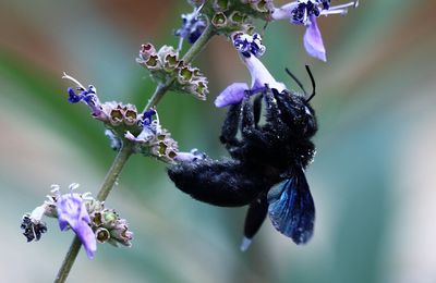 Abeille charpentière