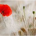 Coquelicot