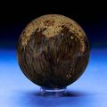 Petrified Wood Sphere. Indeterminate species. Eocene